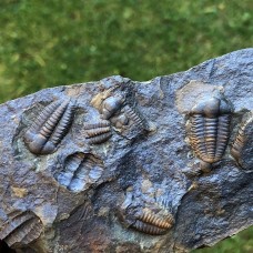 Ellipsocephalus hoffi